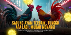 Mengenal Jenis Ayam Bangkok dan Odds pada SABUNG AYAM SV388