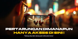 Odds dan Jenis Ayam Terbaik di Sabung Ayam SV388